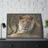 Beautiful Male Lion Framed Poster