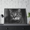 Cute European Shorthair Cat Framed Poster