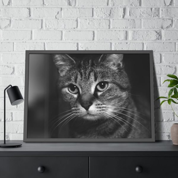 Cute European Shorthair Cat Framed Poster