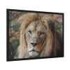 93855-57.jpg Lion Face Closeup Framed Poster