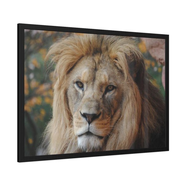 93855-57.jpg Lion Face Closeup Framed Poster