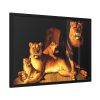 A Pride Of Lions by Jean Baptiste Huet Framed Poster