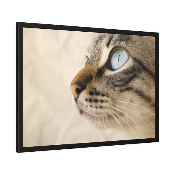 93855-593.jpg Cat with Large Blue Eye Framed Poster