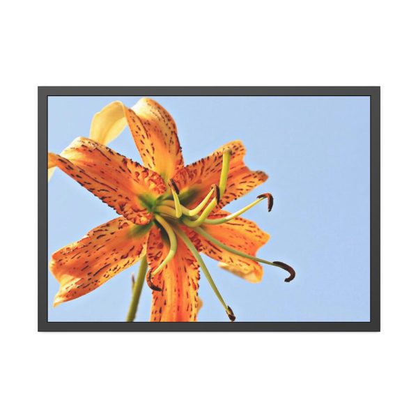 Lily Flower Framed Poster