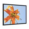 Lily Flower Framed Poster