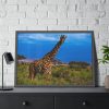Giraffe in the Wild Framed Poster