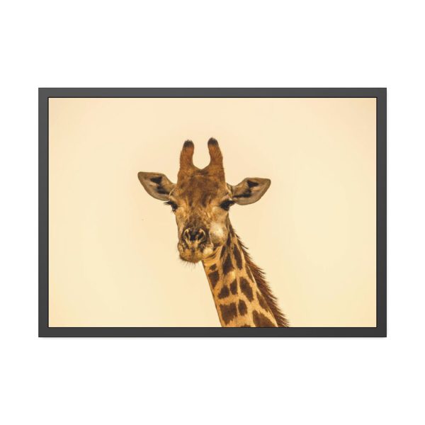 93855-620.jpg A Close up Geoffrey The Giraffe Framed Poster