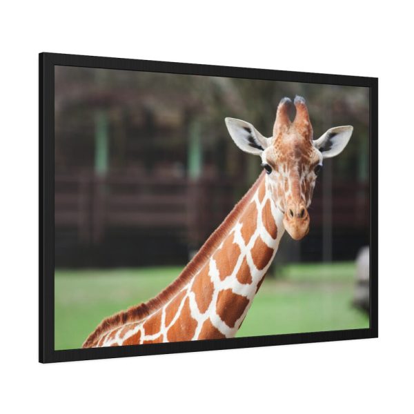 Giraffe at The Montgomery Zoo in Oak Park Framed Poster