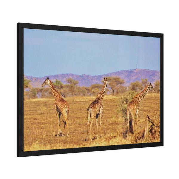 93855-633.jpg Three Giraffe in the Nature Framed Poster