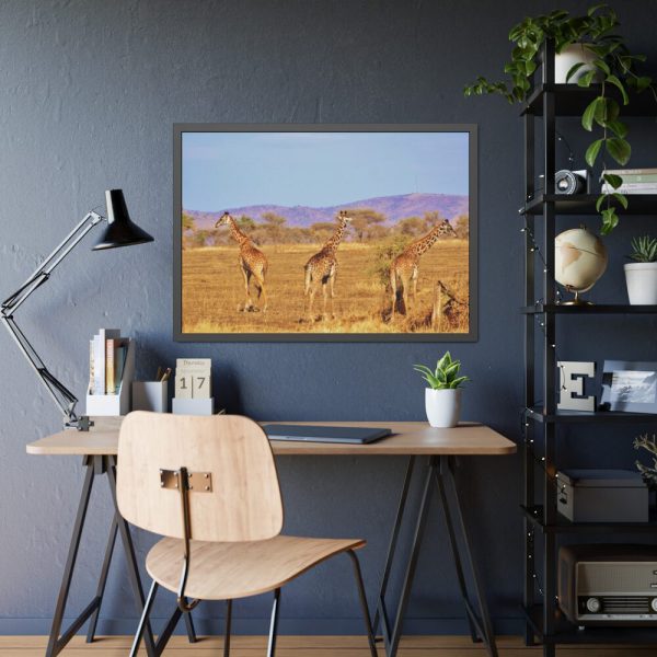 93855-634.jpg Three Giraffe in the Nature Framed Poster