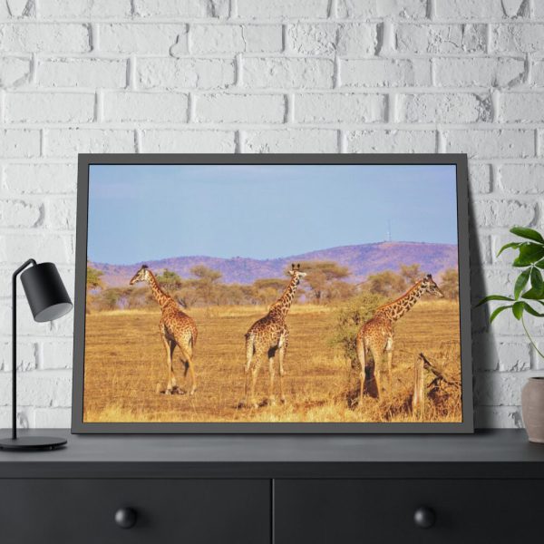 93855-635.jpg Three Giraffe in the Nature Framed Poster