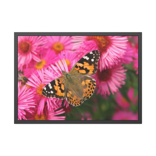 93855-644.jpg Butterfly on Pink Flower Framed Poster