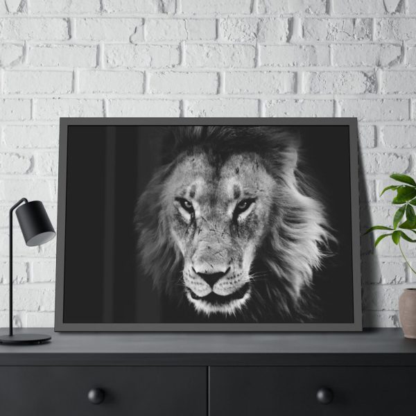 Barbary Lion Face Closeup Framed Poster