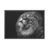 Male Lion Head Closeup Framed Poster