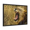 Lion Roar Wild Life Framed Poster