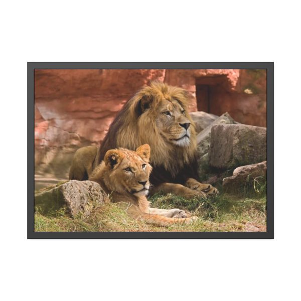 Lion South Africa Framed Poster