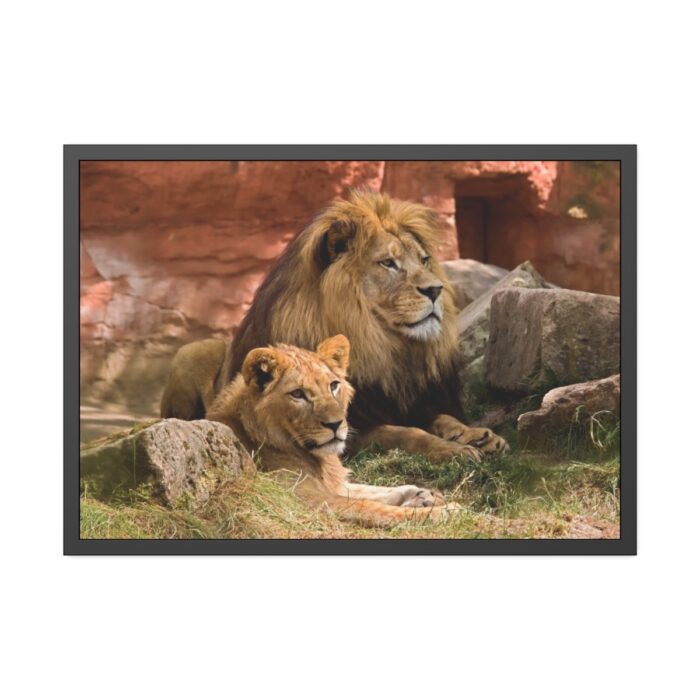 Lion South Africa Framed Poster - Image 5