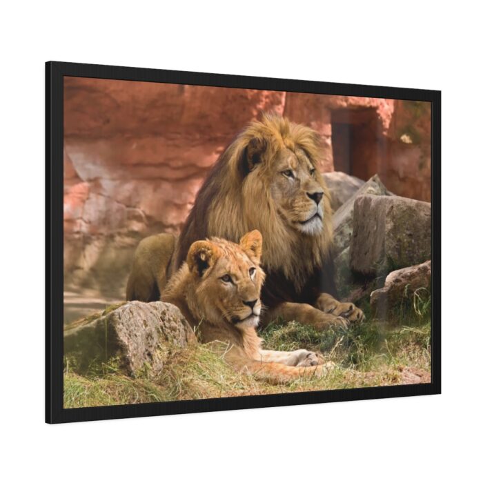 Lion South Africa Framed Poster - Image 6