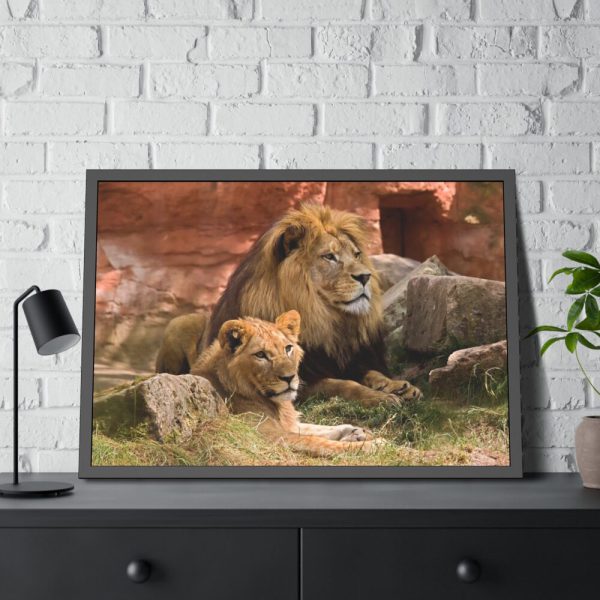 Lion South Africa Framed Poster