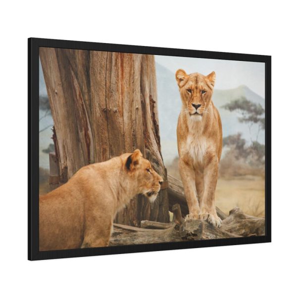 Female Lion Framed Poster