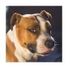 Head of the American Stafford Standard Canvas