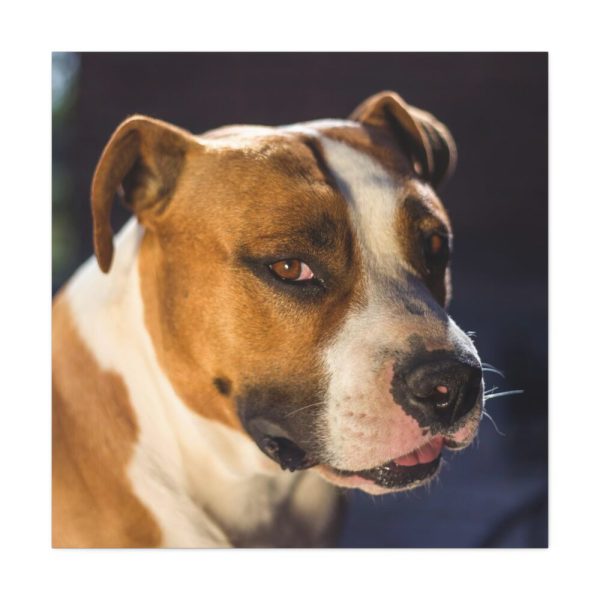 Head of the American Stafford Standard Canvas