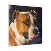 Head of the American Stafford Standard Canvas