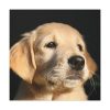 101419-11.jpg Little Golden Retriever Standard Canvas