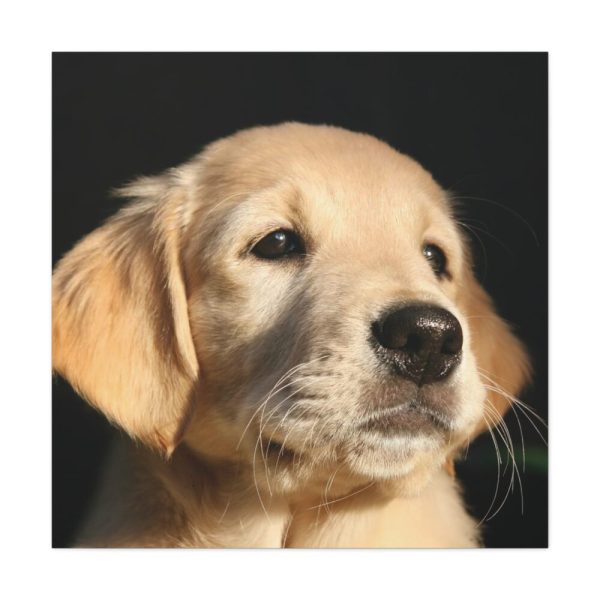 101419-11.jpg Little Golden Retriever Standard Canvas