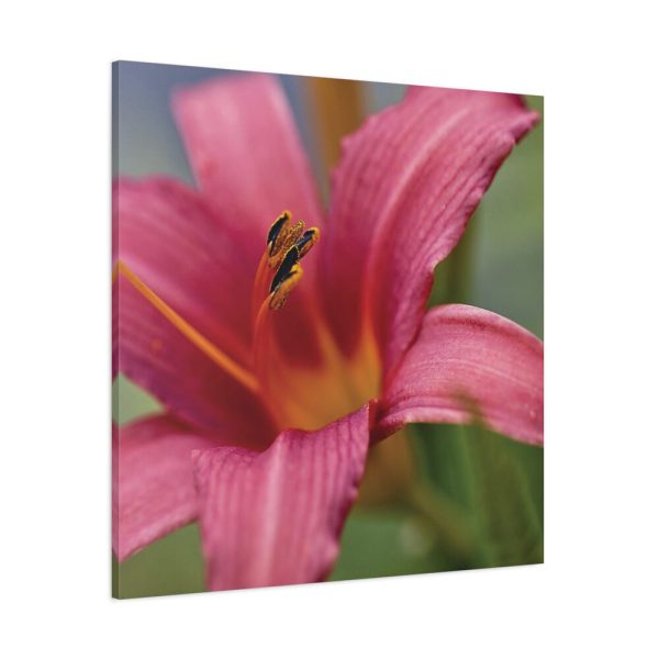 Blooming Flower Pink Standard Canvas