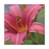Blooming Flower Pink Standard Canvas