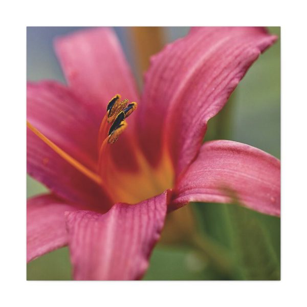 Blooming Flower Pink Standard Canvas