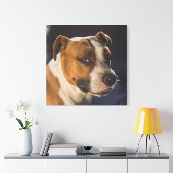 Head of the American Stafford Standard Canvas