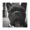101419-20.jpg French Bulldog Standard Canvas