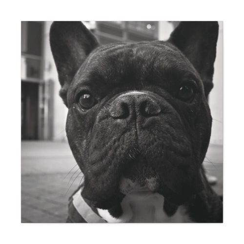 101419-20.jpg French Bulldog Standard Canvas