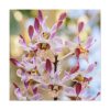 Boat Orchid Standard Canvas