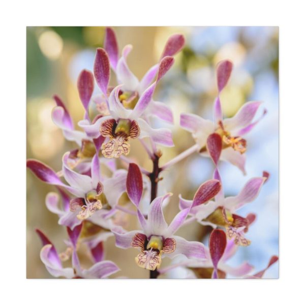 Boat Orchid Standard Canvas