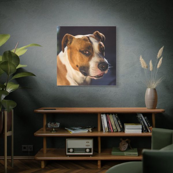 Head of the American Stafford Standard Canvas