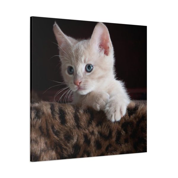 101419-40.jpg Kitten with Blue Eyes Standard Canvas