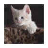101419-41.jpg Kitten with Blue Eyes Standard Canvas