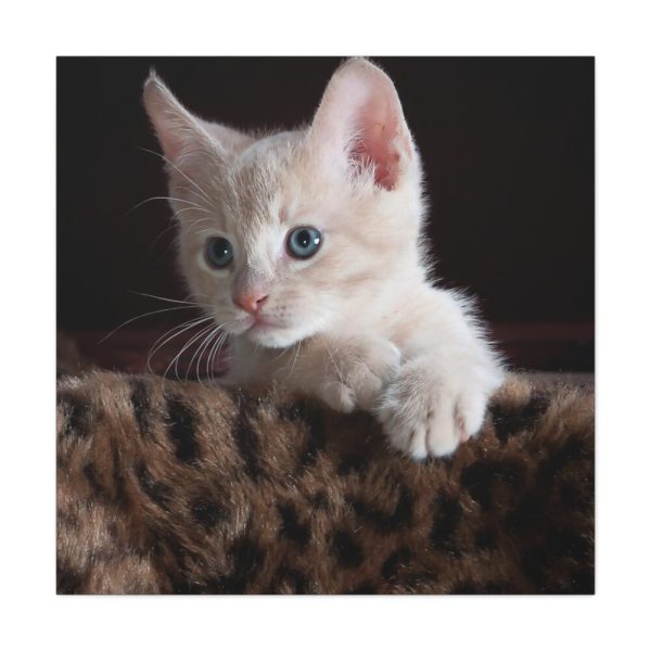 101419-41.jpg Kitten with Blue Eyes Standard Canvas