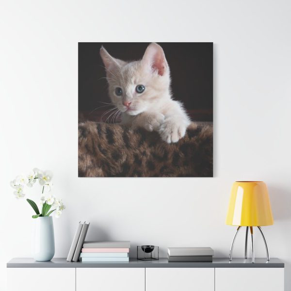 101419-42.jpg Kitten with Blue Eyes Standard Canvas