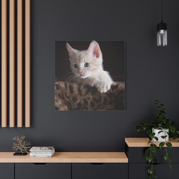 101419-43.jpg Kitten with Blue Eyes Standard Canvas