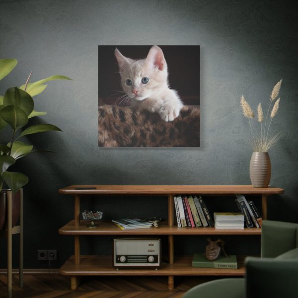 101419-44.jpg Kitten with Blue Eyes Standard Canvas