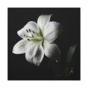 White Lily Standard Canvas
