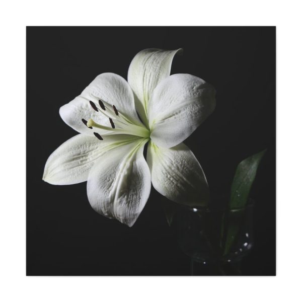 White Lily Standard Canvas