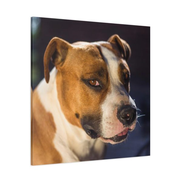 Head of the American Stafford Standard Canvas