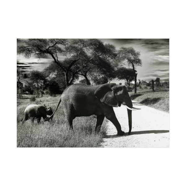 101857-10.jpg Mother and Baby Elephant on the Road Poster