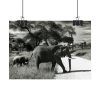 101857-11.jpg Mother and Baby Elephant on the Road Poster