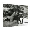 101857-12.jpg Mother and Baby Elephant on the Road Poster